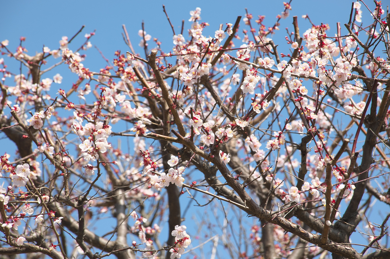 Flor de cerezo del Valle del Jerte, Extremadura (España)