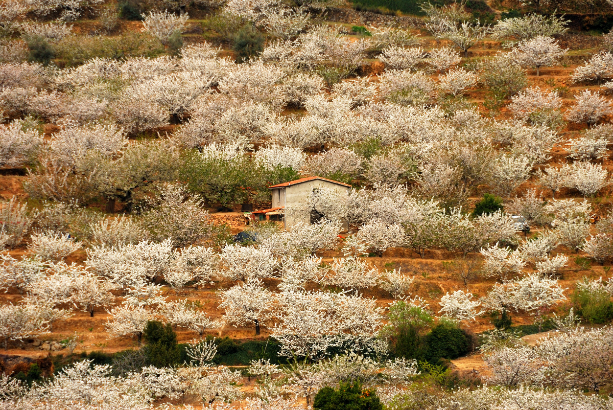 Cerezos en Cabezuela del Valle, Extremadura (España)