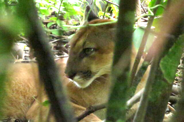 Bajo la atenta mirada de un Puma